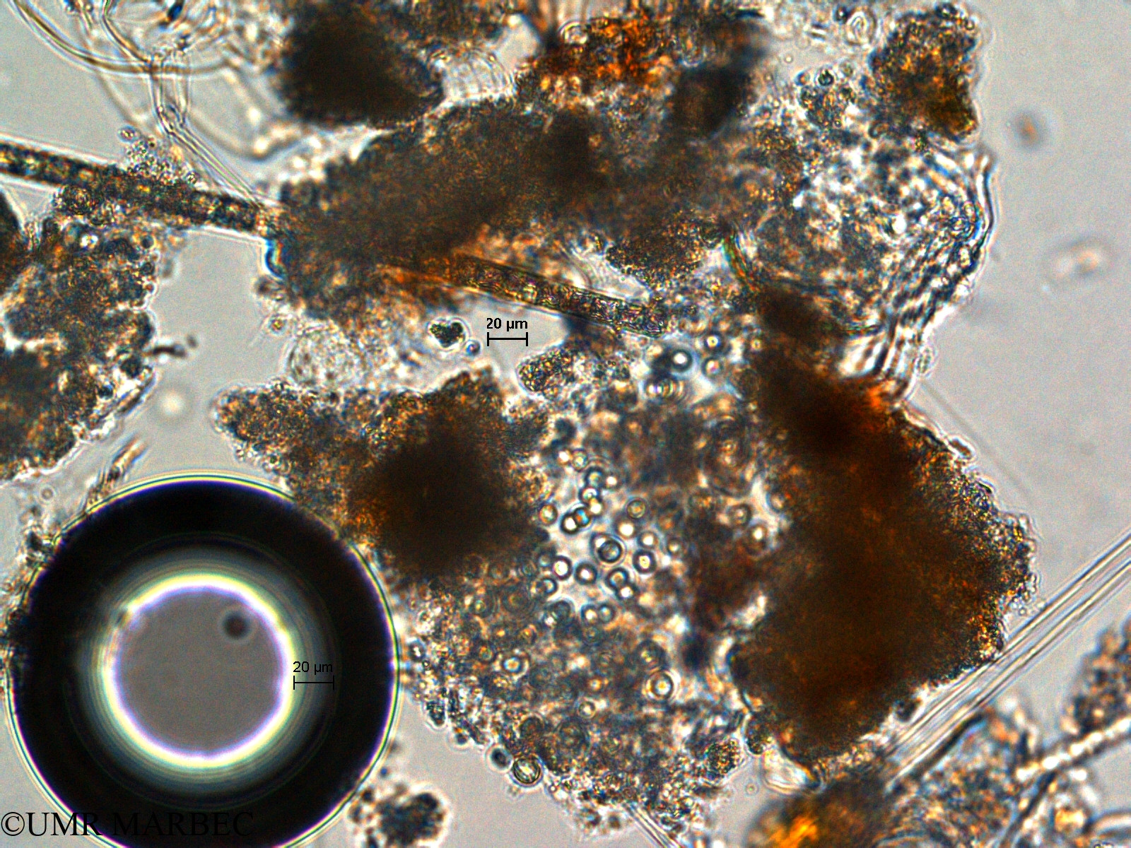 phyto/Scattered_Islands/europa/COMMA April 2011/Aphanocapsa sp5 (ancien Chroococcus sp2 -1)(copy).jpg